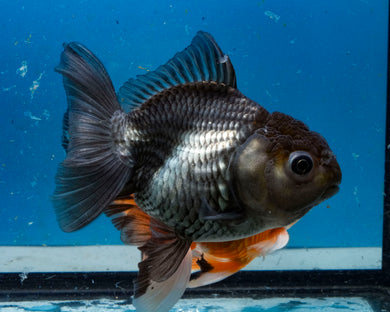 Blue Shogun Godzilla Oranda Male (3.75 inches) Imported from Thailand