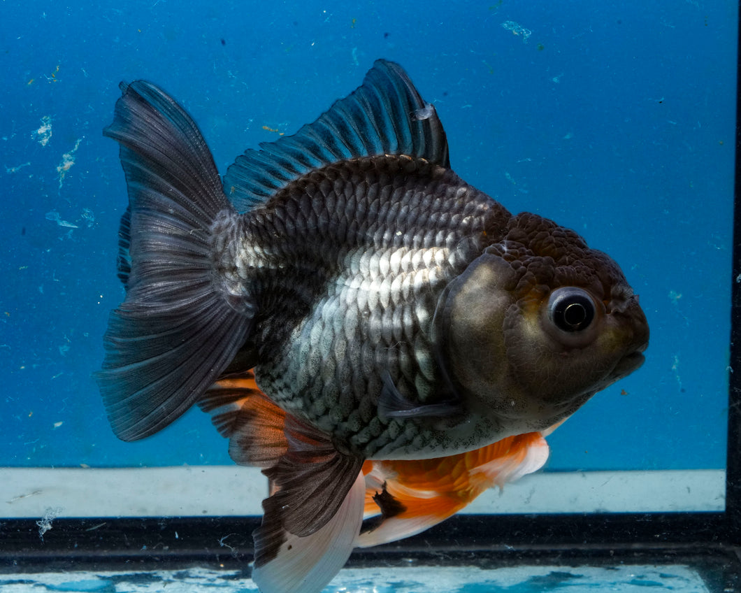 Blue Shogun Godzilla Oranda Male (3.75 inches) Imported from Thailand