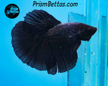 Load image into Gallery viewer, Black Melano Halfmoon Male