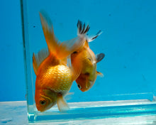 Load image into Gallery viewer, Orange Pearlscale (2-2.75 inches) 2/$35