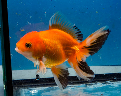 Classic Red Monster Oranda Male (3.75 inches) Imported from Thailand