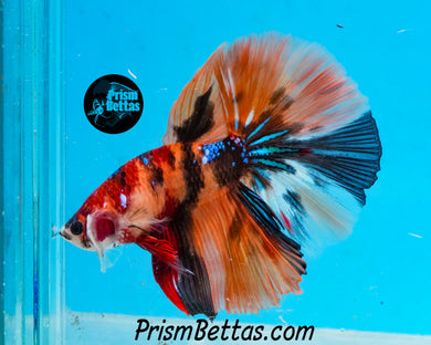 Candy Koi Halfmoon Male