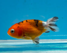 Load image into Gallery viewer, Calico Ranchu (2-2.75 inches) 2/$35