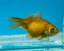 Load image into Gallery viewer, Bronze Pearlscale (2-2.75 inches) 2/$35