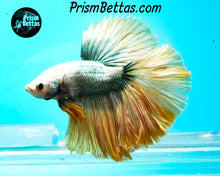 Load image into Gallery viewer, Copper Grizzle Halfmoon Male