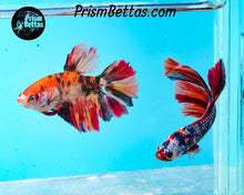 Load image into Gallery viewer, Candy Koi Halfmoon Female