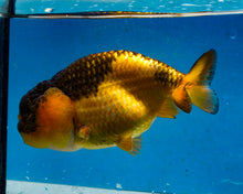 Load image into Gallery viewer, Apache Ranchu Goldfish (4.25 inches) Imported from Thailand