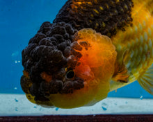 Load image into Gallery viewer, Apache Ranchu Goldfish (4.25 inches) Imported from Thailand