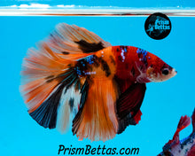 Load image into Gallery viewer, Candy Koi Halfmoon Male