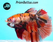 Load image into Gallery viewer, Candy Koi Halfmoon Female