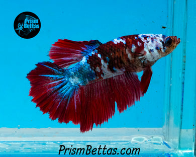 Marble Halfmoon Female