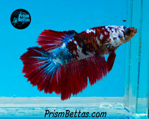 Marble Halfmoon Female