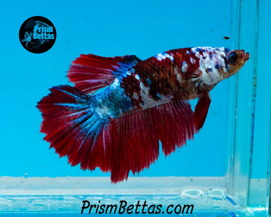 Marble Halfmoon Female