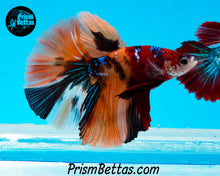 Load image into Gallery viewer, Candy Koi Halfmoon Male
