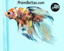 Load image into Gallery viewer, Candy Koi Veiltail Male