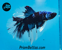 Load image into Gallery viewer, Blacklight Halfmoon Male