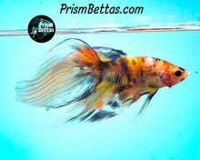Load image into Gallery viewer, Candy Koi Veiltail Male