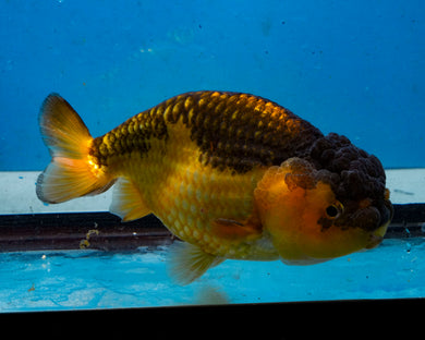 Apache Ranchu Goldfish (4.25 inches) Imported from Thailand
