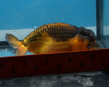 Load image into Gallery viewer, Apache Ranchu Goldfish (4.25 inches) Imported from Thailand