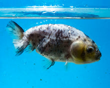 Load image into Gallery viewer, Calico Ranchu Goldfish (3.75 inches) Imported from Thailand