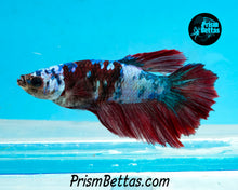 Load image into Gallery viewer, Marble Halfmoon Female