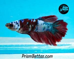Marble Halfmoon Female