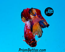 Load image into Gallery viewer, Rainbow Marble Halfmoon Plakat Male