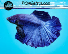 Load image into Gallery viewer, Blue Halfmoon Male