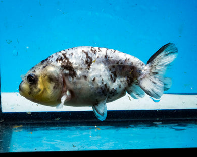 Calico Ranchu Goldfish (3.75 inches) Imported from Thailand