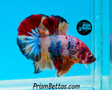 Load image into Gallery viewer, Rainbow Marble Halfmoon Plakat Male