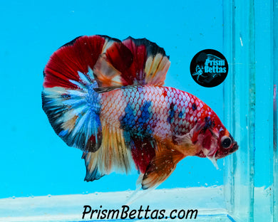 Rainbow Marble Halfmoon Plakat Male