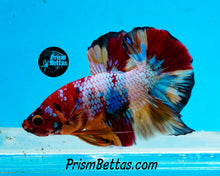 Load image into Gallery viewer, Rainbow Marble Halfmoon Plakat Male