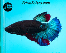 Load image into Gallery viewer, Blacklight Halfmoon Female