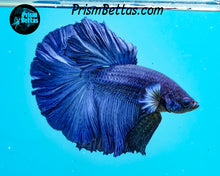Load image into Gallery viewer, Blue Halfmoon Male