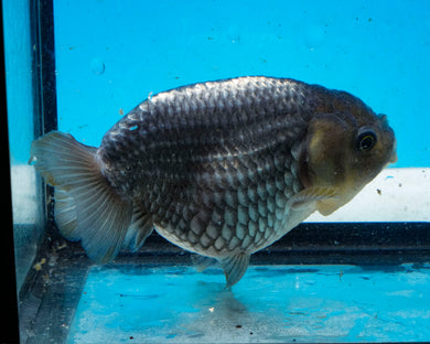 Blue Ranchu Goldfish (3.25 inches) Imported from Thailand
