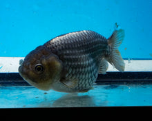 Load image into Gallery viewer, Blue Ranchu Goldfish (3.25 inches) Imported from Thailand