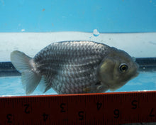 Load image into Gallery viewer, Blue Ranchu Goldfish (3.25 inches) Imported from Thailand
