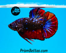 Load image into Gallery viewer, Galaxy Marble Halfmoon Plakat Male