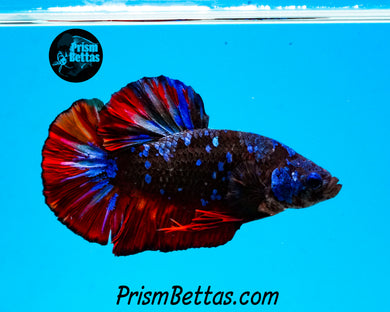 Galaxy Marble Halfmoon Plakat Male