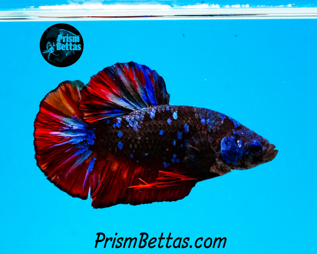 Galaxy Marble Halfmoon Plakat Male