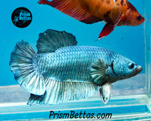 Load image into Gallery viewer, Turquoise Halfmoon Plakat Female