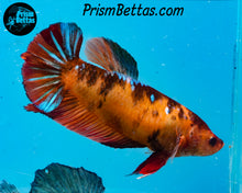 Load image into Gallery viewer, Candy Koi Giant Halfmoon Plakat Female