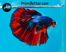 Load image into Gallery viewer, Marble Halfmoon Male