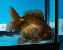 Load image into Gallery viewer, Chocolate Monster Oranda Goldfish Female (3.25 inches) Imported from Thailand