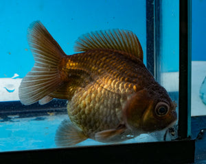Chocolate Monster Oranda Goldfish Female (3.25 inches) Imported from Thailand
