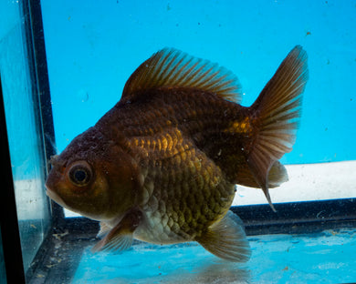 Chocolate Monster Oranda Goldfish Female (3.25 inches) Imported from Thailand