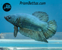 Load image into Gallery viewer, Turquoise Giant Halfmoon Plakat Male