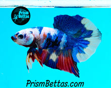 Load image into Gallery viewer, Rainbow Marble Spadetail Halfmoon Plakat Male