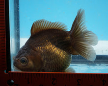 Load image into Gallery viewer, Chocolate Monster Oranda Goldfish Female (3.25 inches) Imported from Thailand