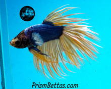Load image into Gallery viewer, Mustard Gas Crowntail Male